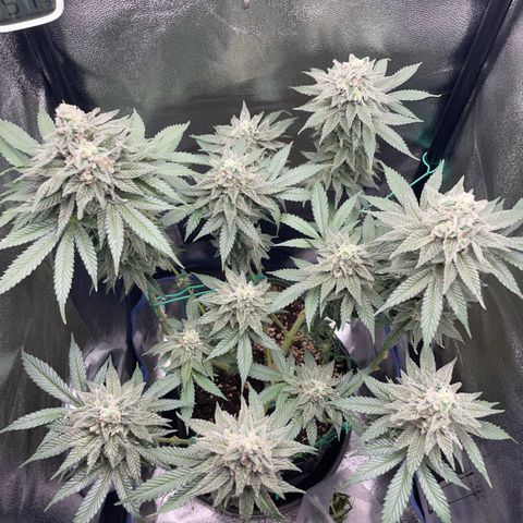 Diana growlog timeline photo