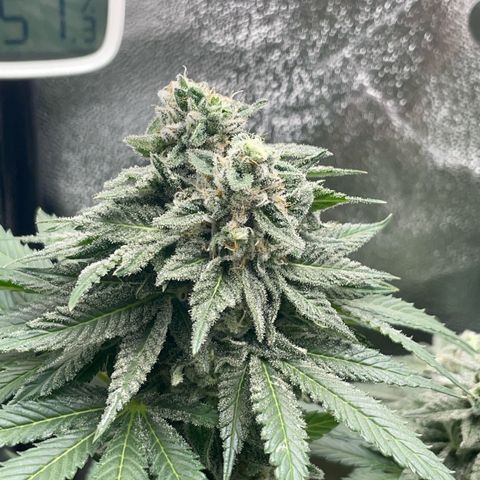 Diana growlog timeline photo