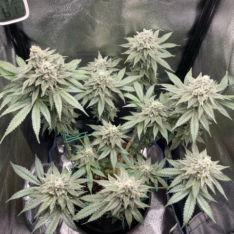 Diana growlog timeline photo