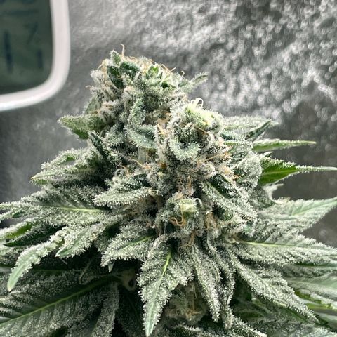 Diana growlog timeline photo