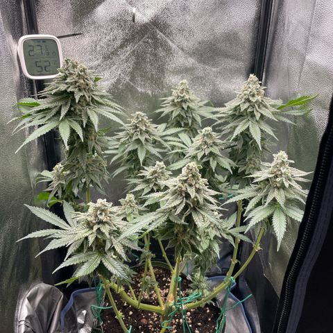 Diana growlog timeline photo
