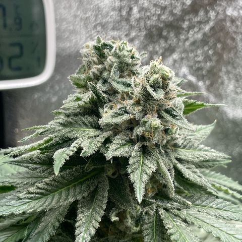Diana growlog timeline photo