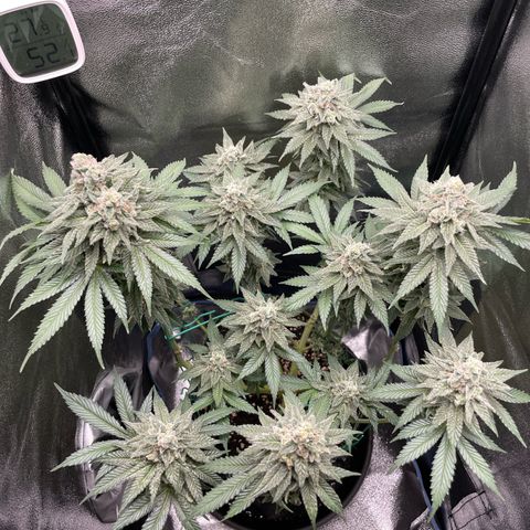 Diana growlog timeline photo