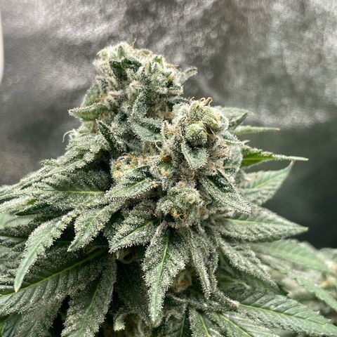 Diana growlog timeline photo