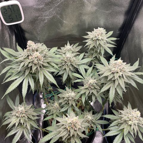 Diana growlog timeline photo