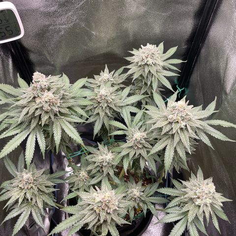 Diana growlog timeline photo