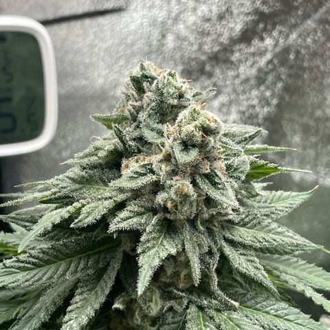 Diana growlog timeline photo