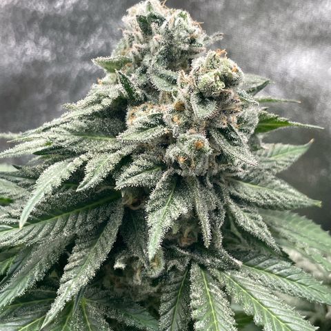 Diana growlog timeline photo