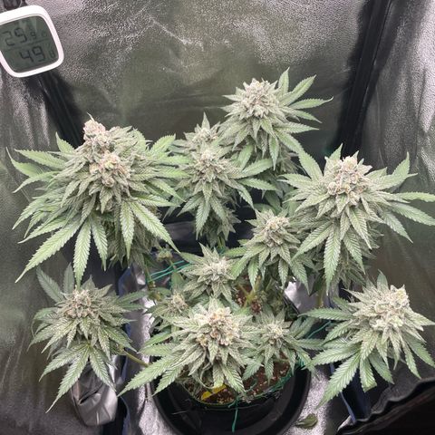 Diana growlog timeline photo