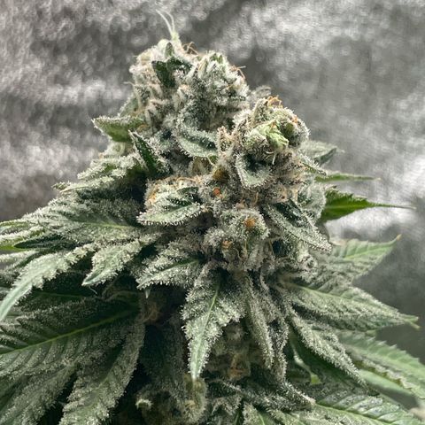Diana growlog timeline photo