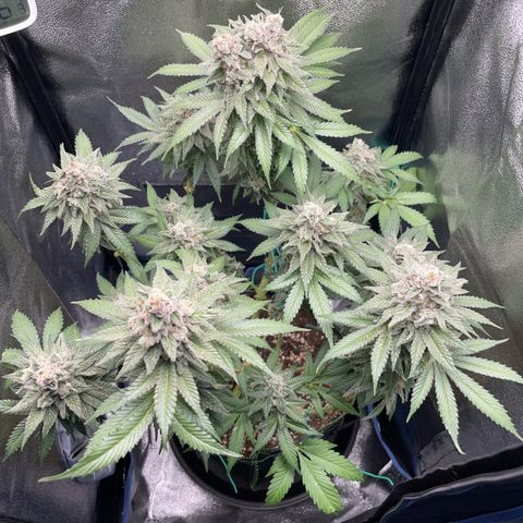 Diana growlog timeline photo