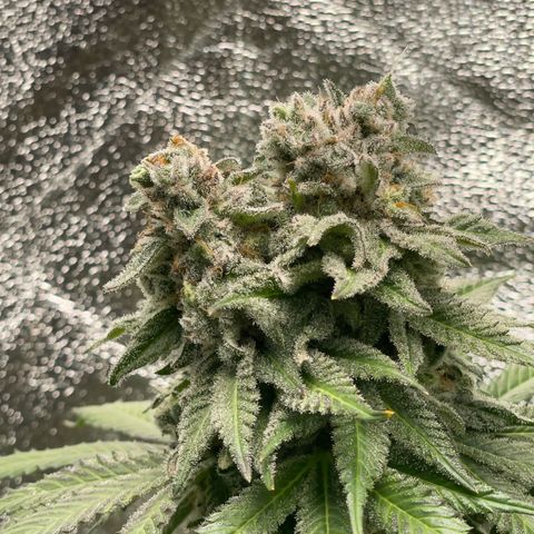 Diana growlog timeline photo