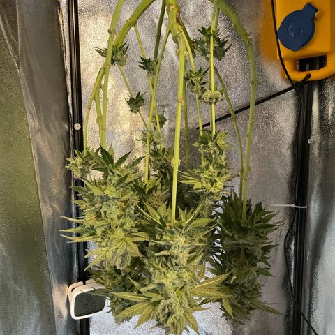 Diana growlog timeline photo