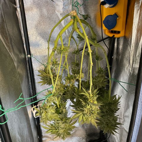 Diana growlog timeline photo