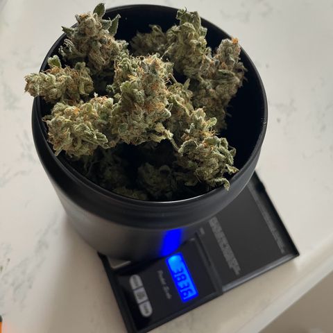 Diana growlog timeline photo