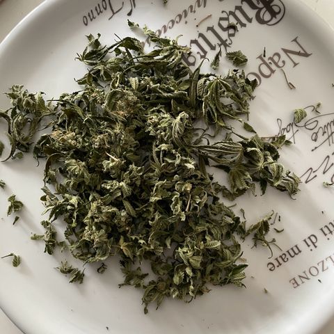 Diana growlog timeline photo