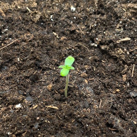Lola growlog timeline photo