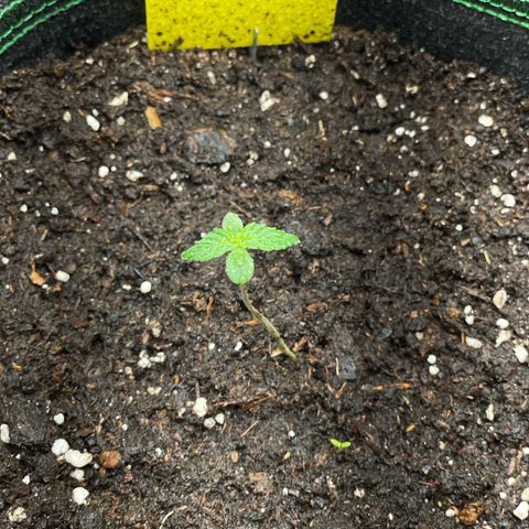 Lola growlog timeline photo