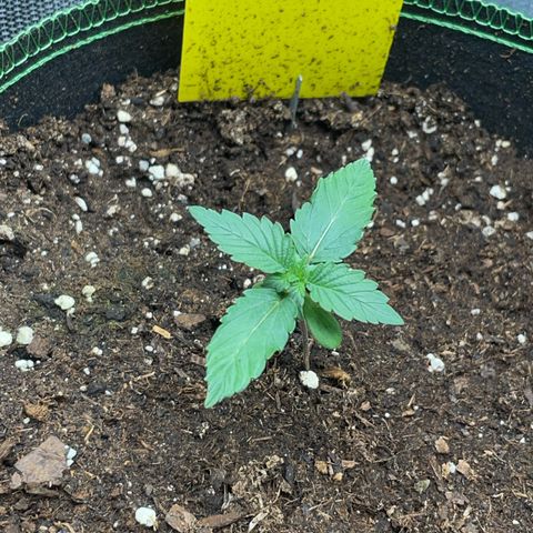 Lola growlog timeline photo
