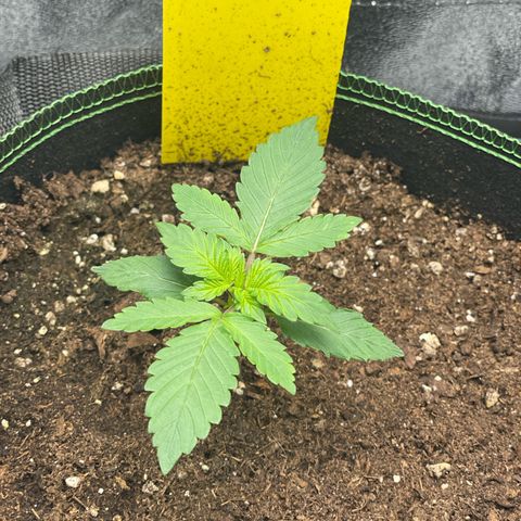 Lola growlog timeline photo