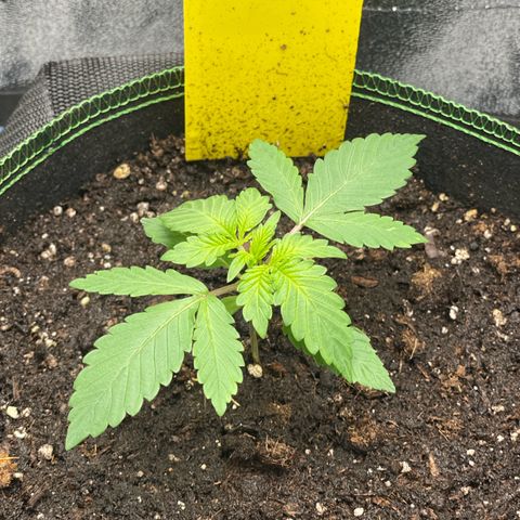 Lola growlog timeline photo