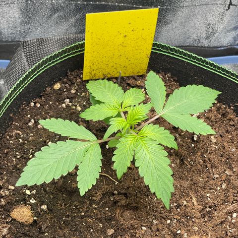 Lola growlog timeline photo