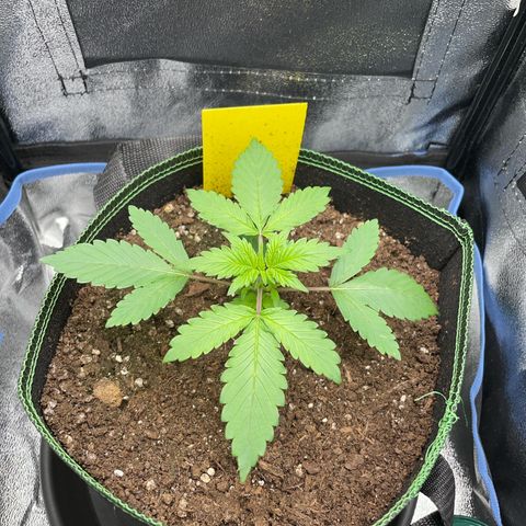 Lola growlog timeline photo