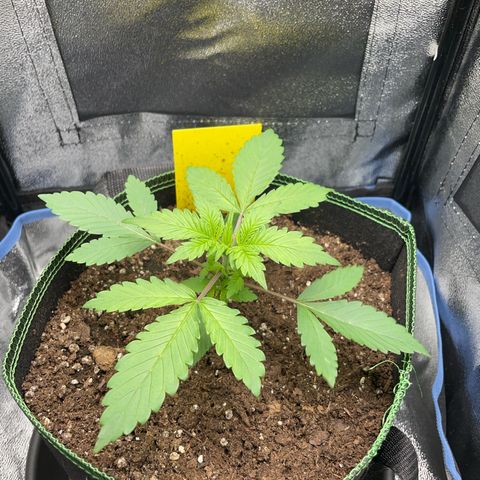 Lola growlog timeline photo