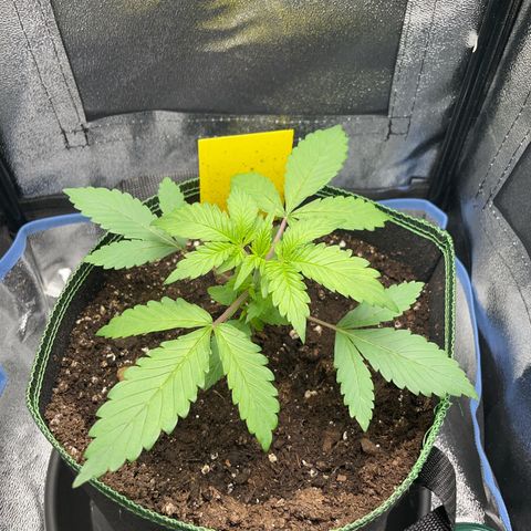 Lola growlog timeline photo