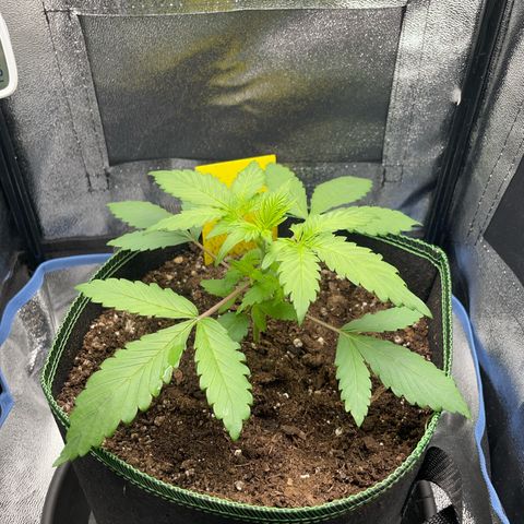 Lola growlog timeline photo