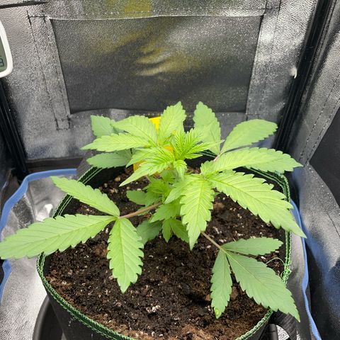 Lola growlog timeline photo