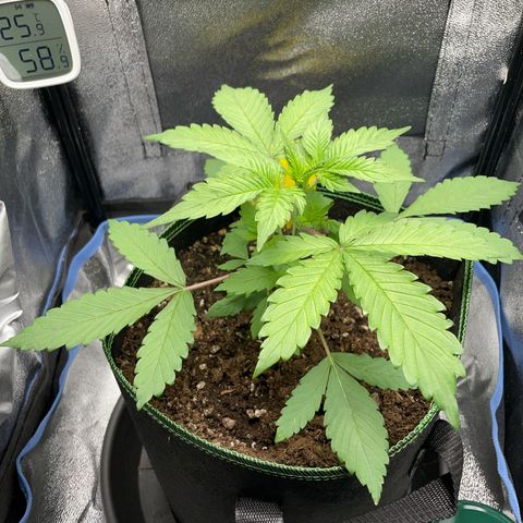 Lola growlog timeline photo