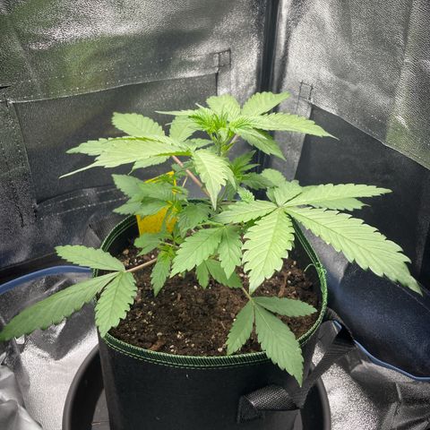 Lola growlog timeline photo