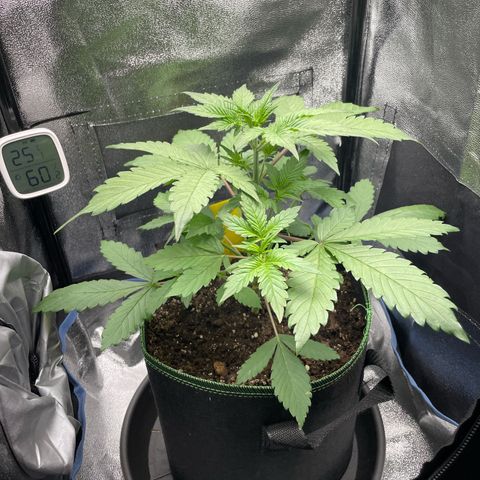 Lola growlog timeline photo