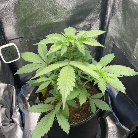 Lola growlog timeline photo