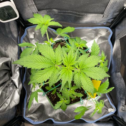 Lola growlog timeline photo