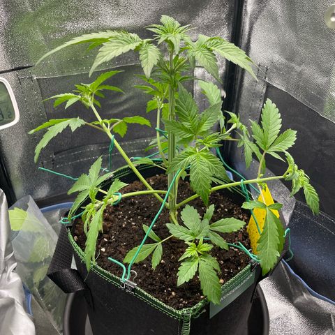 Lola growlog timeline photo