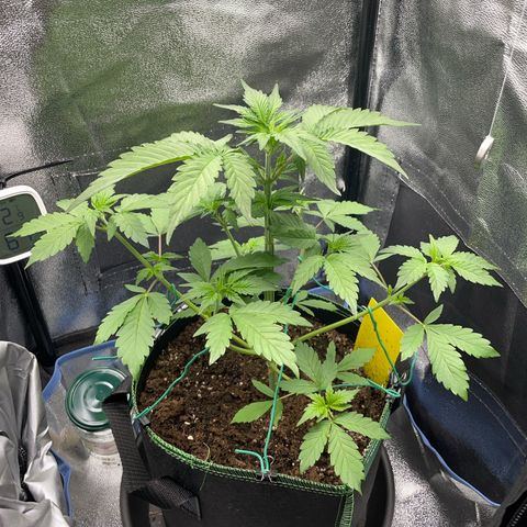 Lola growlog timeline photo