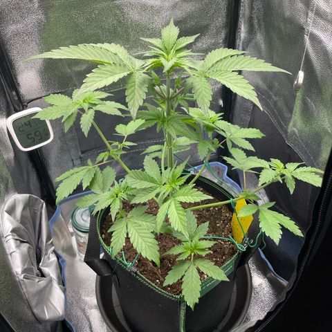 Lola growlog timeline photo