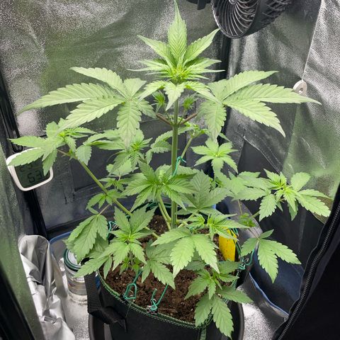 Lola growlog timeline photo