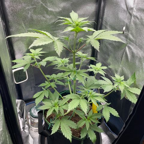 Lola growlog timeline photo