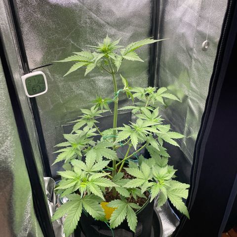 Lola growlog timeline photo