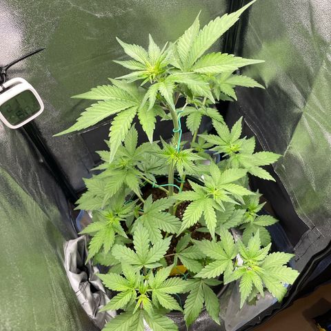 Lola growlog timeline photo