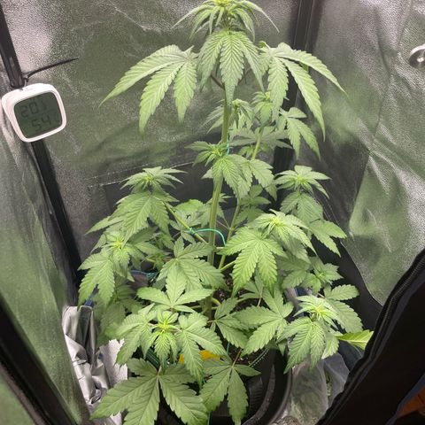 Lola growlog timeline photo
