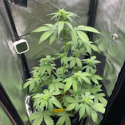 Lola growlog timeline photo