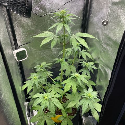 Lola growlog timeline photo