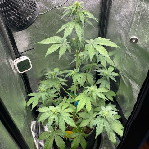 Lola growlog timeline photo