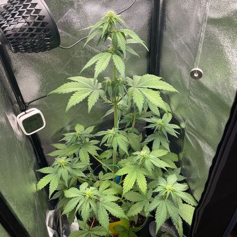 Lola growlog timeline photo