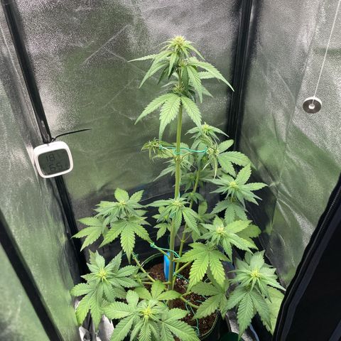 Lola growlog timeline photo