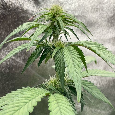 Lola growlog timeline photo